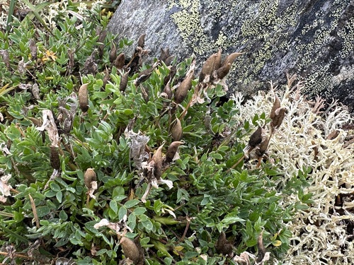 Scamman's Locoweed (Oxytropis scammaniana)