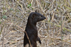 Slender Mongoose photo 2