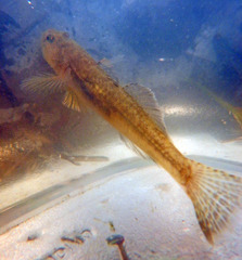 Eucyclogobius newberryi