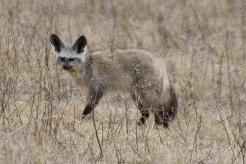 Bat-eared Fox, photo 10 of 10