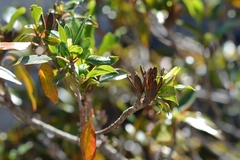 Hauya elegans cornuta