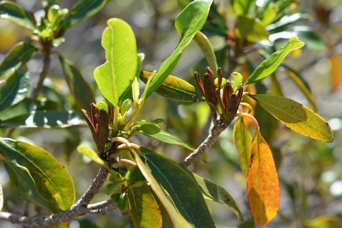 Subspecies Hauya elegans cornuta · iNaturalist