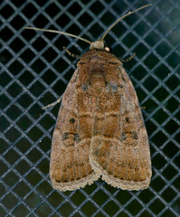 Elaphria fuscimacula