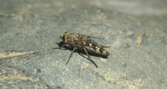 Apiocera philippii