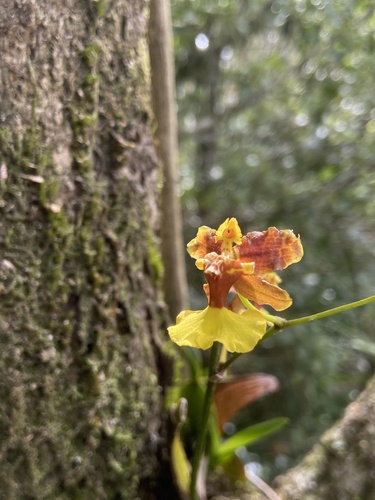 Dichromaticum Orchid