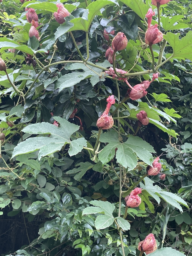 Trichosanthes rubriflos (Trichosanthes rubriflos)