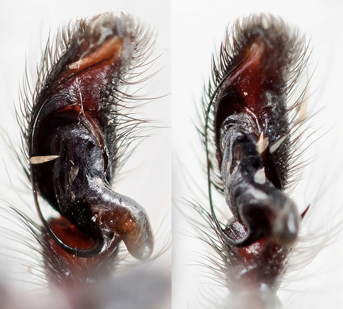 Red-bellied Jumping Spider