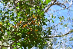 Phoradendron quadrangulare