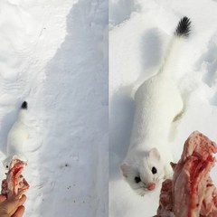 Mustela