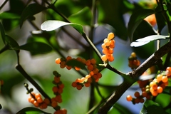 Phoradendron quadrangulare