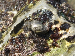 Ocenebrinae