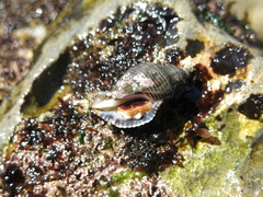 Ocenebrinae