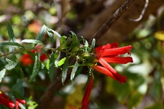 Lamourouxia lanceolata