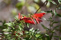 Lamourouxia lanceolata