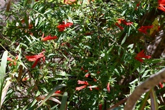 Lamourouxia lanceolata