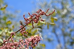Myriocarpa heterospicata