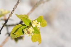 Lippia chiapasensis