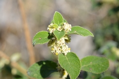 Lippia chiapasensis