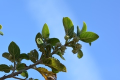 Lippia substrigosa