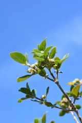 Lippia substrigosa