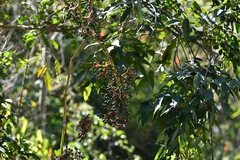 Cissus biformifolia