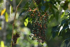 Cissus biformifolia
