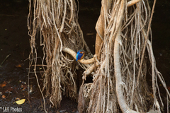 Corythornis vintsioides