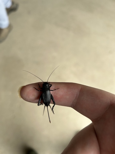 Fall Field Cricket