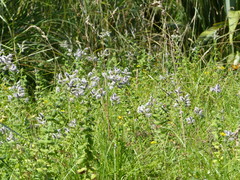 Mentha × rotundifolia