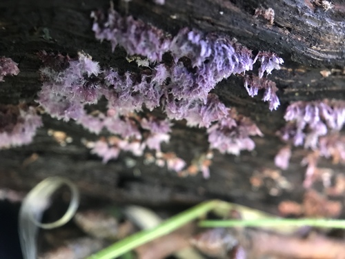 Punctularia image
