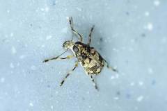 Litocerus
