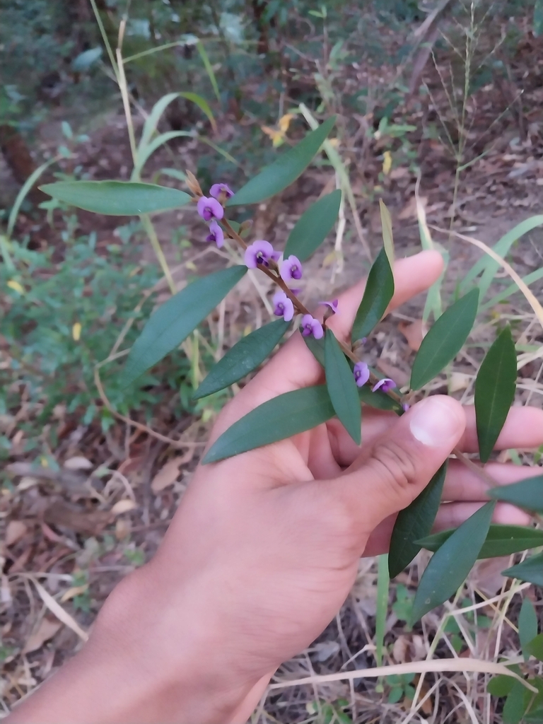 Purple Bush Pea From Windsor Qld Australia On July At Pm By Aidan A