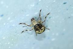 Litocerus
