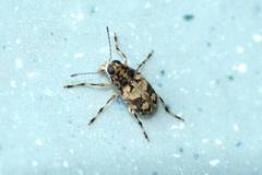 Litocerus