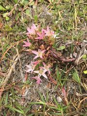 Lysimachia buxifolia