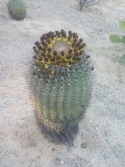 Ferocactus emoryi