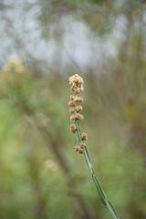 Baccharis sagittalis