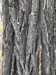 Callitris endlicheri