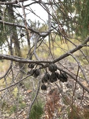 Callitris endlicheri
