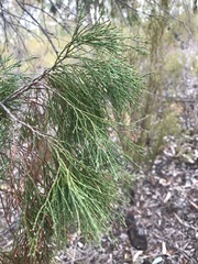 Callitris endlicheri
