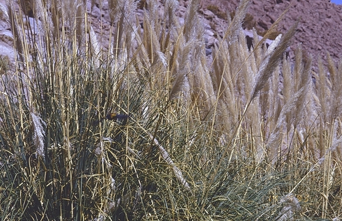 Cortadera de los andes