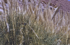 Cortaderia atacamensis, photograph F. Bemmerlein-Lux, CC BY, iNaturalist via GBIF