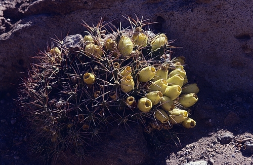 Maihueniopsis atacamensis