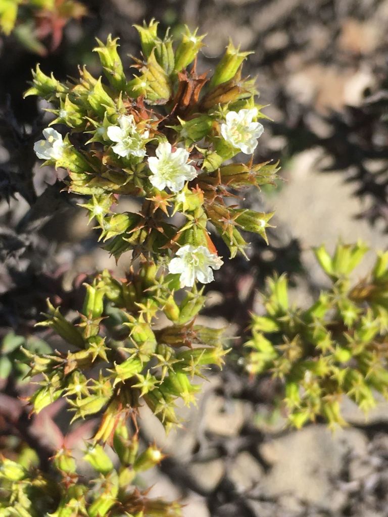 Chorizanthe kingii