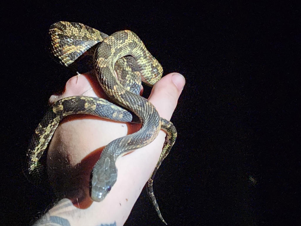 Western Ratsnake from X9W9+CC Breckinridge Park Soccer Fields