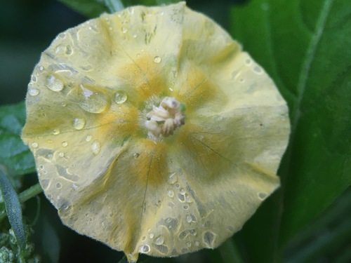 Physalis philadelphica iNat (1)