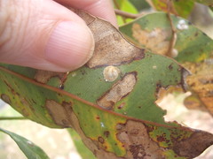 Creiis lituratus