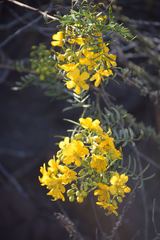 Senna cumingii