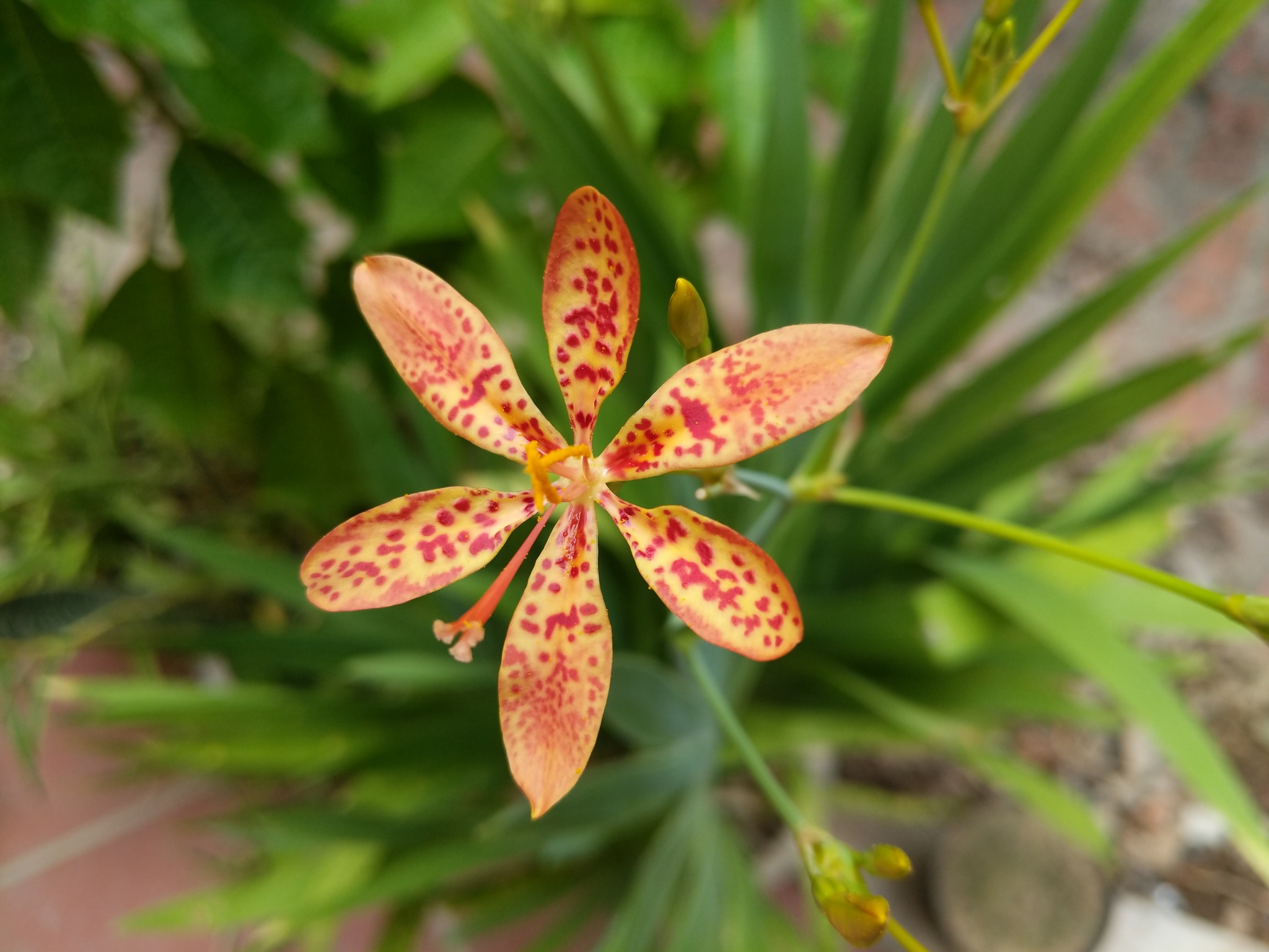 Iris domestica (Iris domestica)