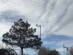 Haliaeetus leucocephalus